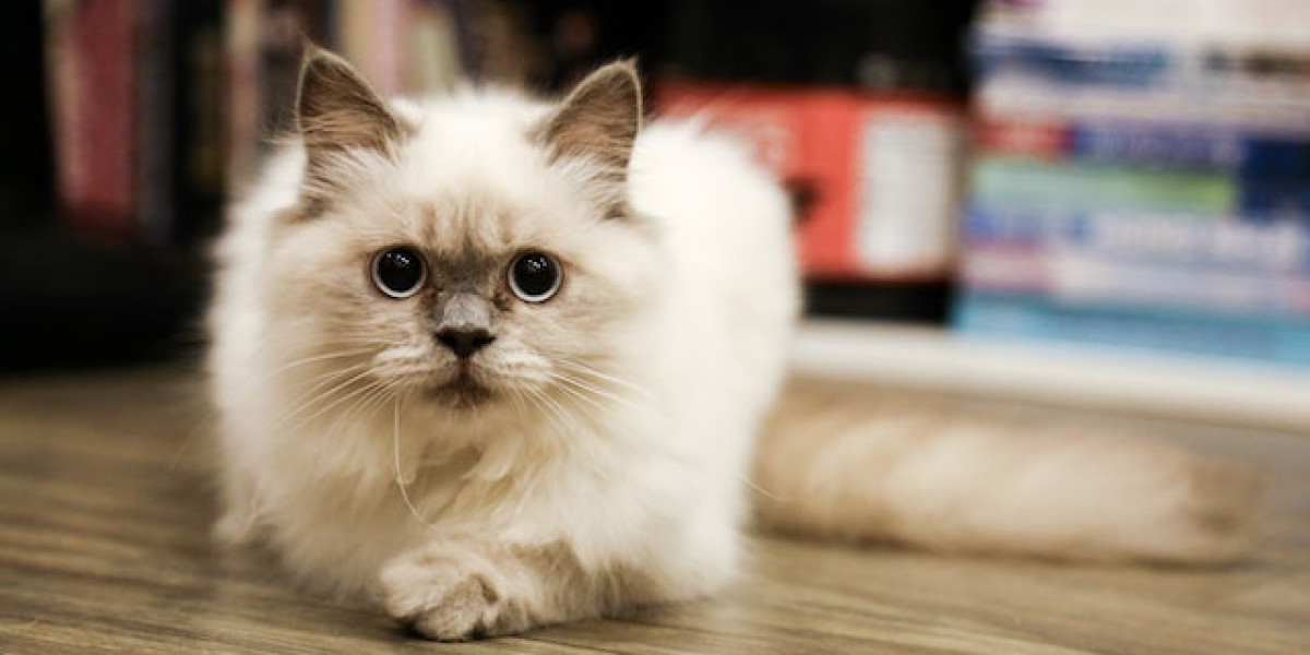 Kas Hastalığı Olan Kedi? Kedilerde Eklem Ağrısı Nasıl Geçer?
