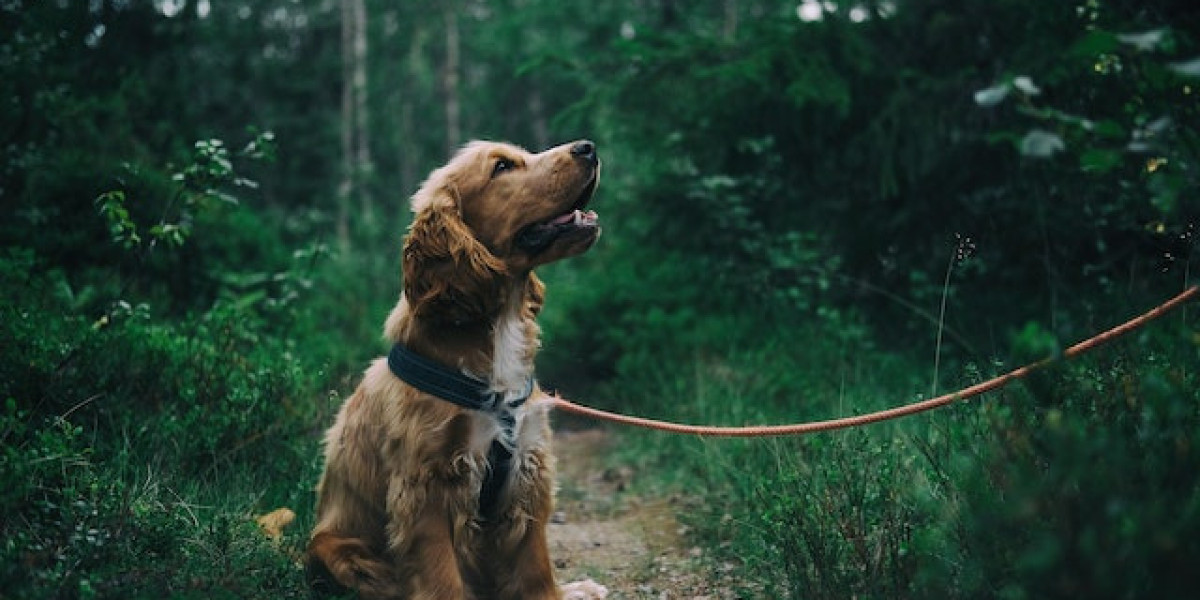 Köpek Hastalıkları İştahsızlık Halsizlik? Köpekler Neden Halsiz Olur?