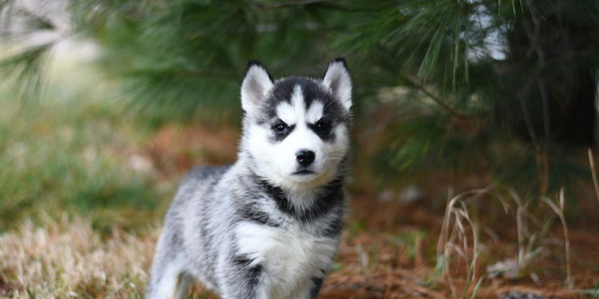 Köpeklerde İşitme Kaybı? Sağır Köpek Havlar Mı? Sağır Köpek Nasıl Anlaşılır?