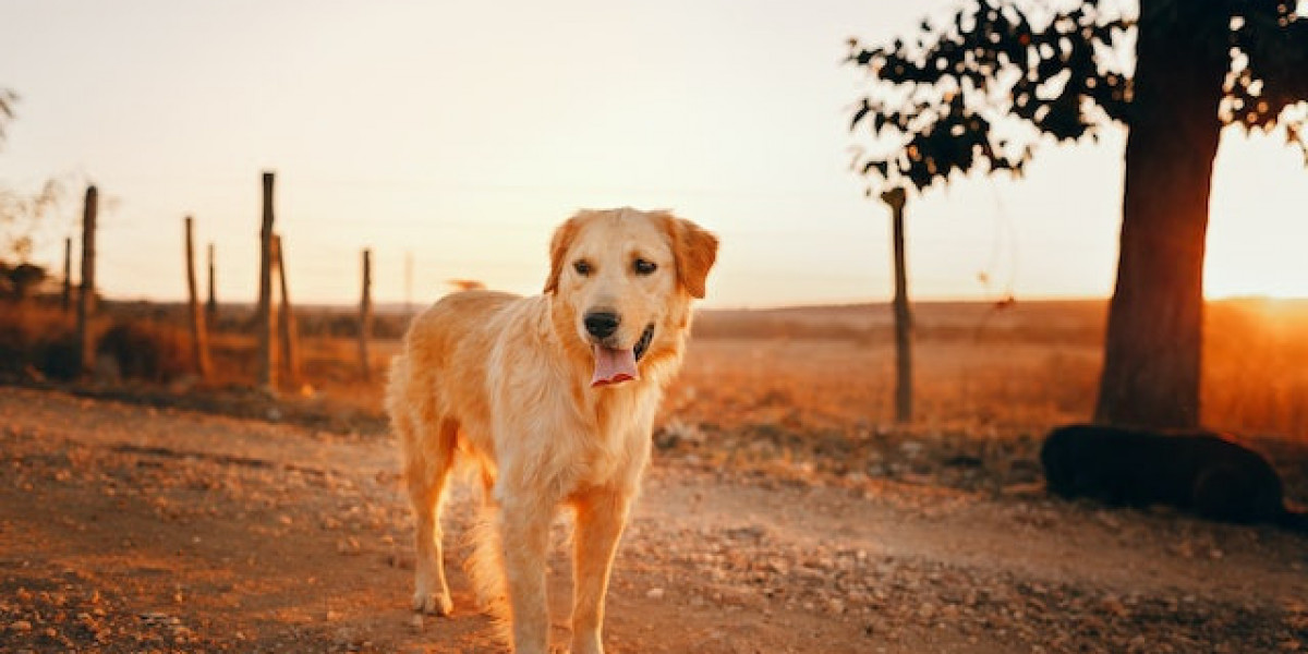 Golden Köpek Hastalıkları? Golden Cinsi Köpek Hastalıkları?