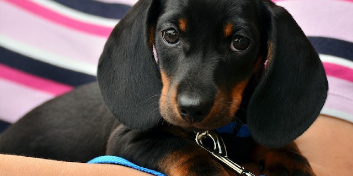 Köpeklerde Lupus Hastalığı? Kopeklerde SLE Hastaligi?