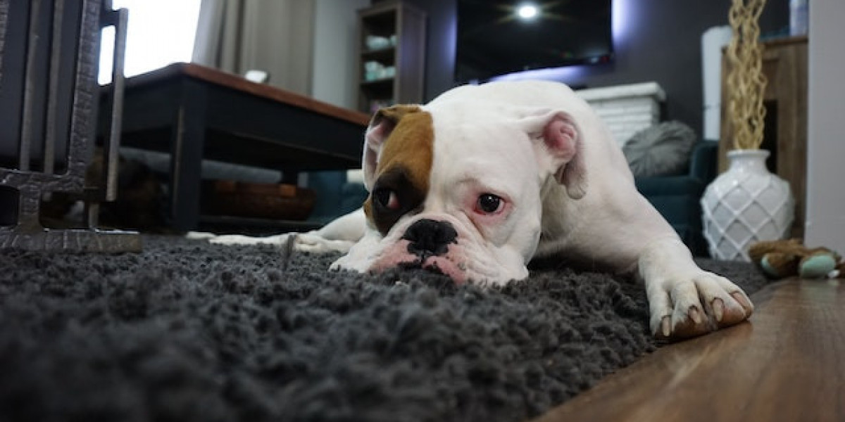 Köpek Öksürüğü Hastalığı Belirtileri? Yetişkinlerde Köpek Öksürüğü?