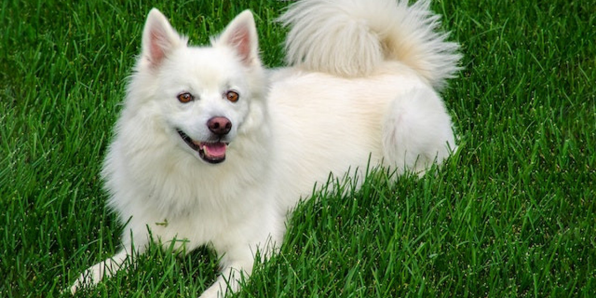 Amerikan Eskimo Nasıl Eğitilir? Amerikan Eskimo Köpeği Özellikleri?