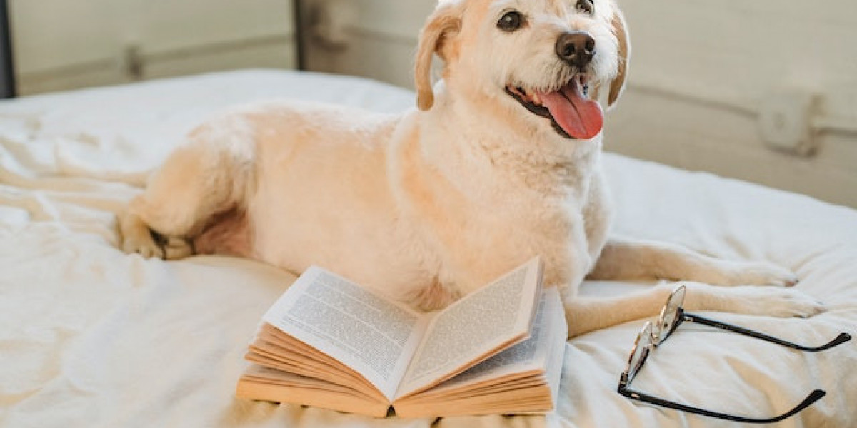 Labrador Köpek Eğitimi? Labrador Tuvalet Eğitimi? Labrador Özellikleri