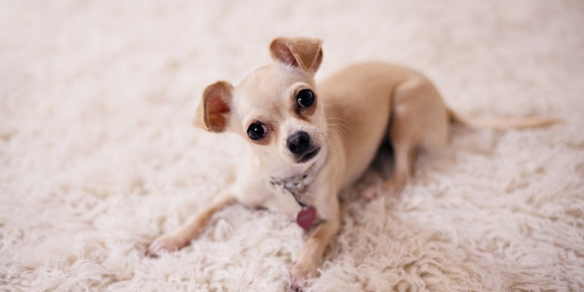 Köpek Memesi Hastalığı Belirtileri? Köpek Memesi Hastalığı Tedavisi?