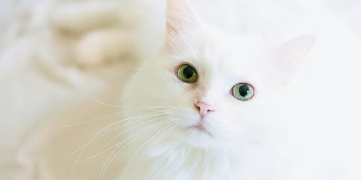 Kedi Köpek İç Hastalıkları? Kedi Köpek Hastalıkları?