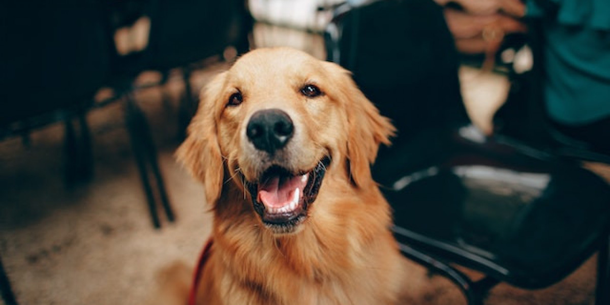 Köpek Ayak Hastalıkları? Köpeklerde Pati Hastalıkları?
