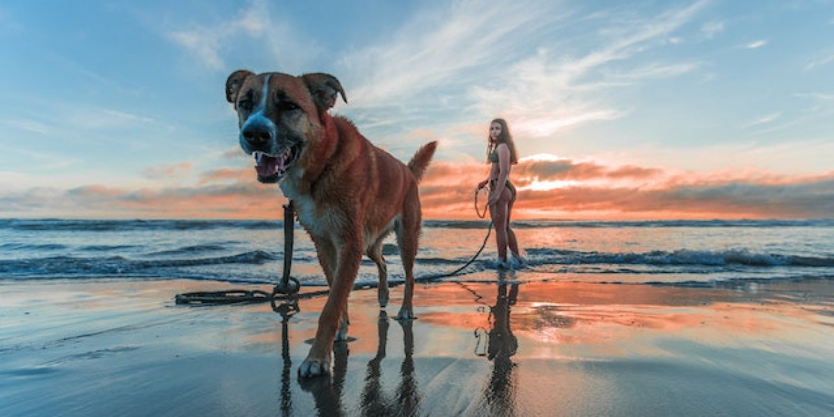 Köpeklerde Göz Hastalıkları Neden Olur? Köpeklerde Göz Hastalıkları Tedavisi?