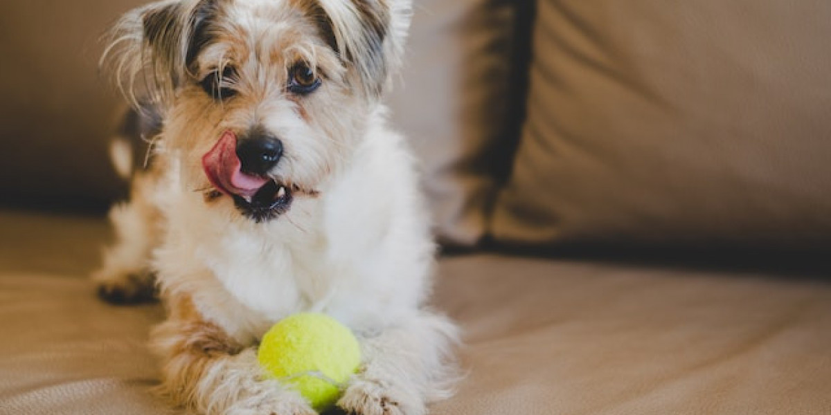 Köpeklerde Eklem Hastalıkları? Köpeklerde Eklem Ağrısı Belirtileri?