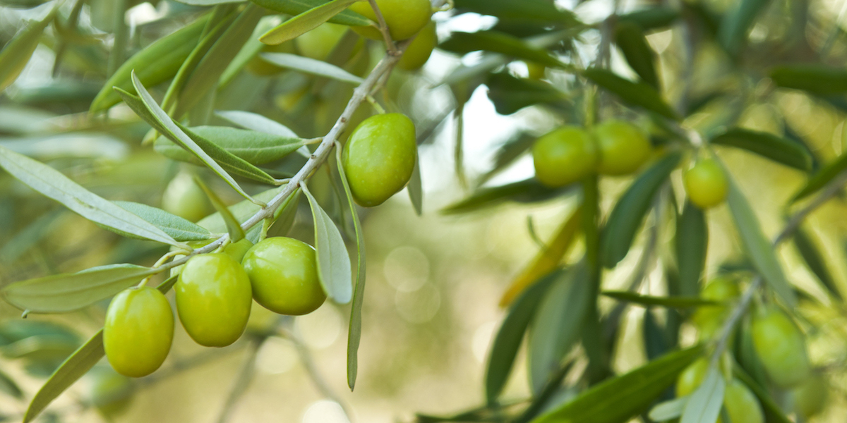 1 Dönüme Kaç Zeytin Ağacı Dikilir? 1 Dekara Kaç Zeytin Ağacı Dikilir?
