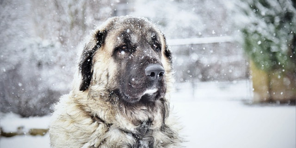 Kangal Köpek Yavrusu Nasıl Eğitilir? Kangal Yavrusu Nasıl Eğitilir?
