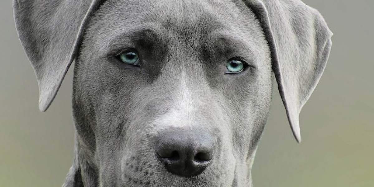Saldırgan Köpekler Nasıl Eğitilir? Köpeğim Çok Saldırganlaştı?