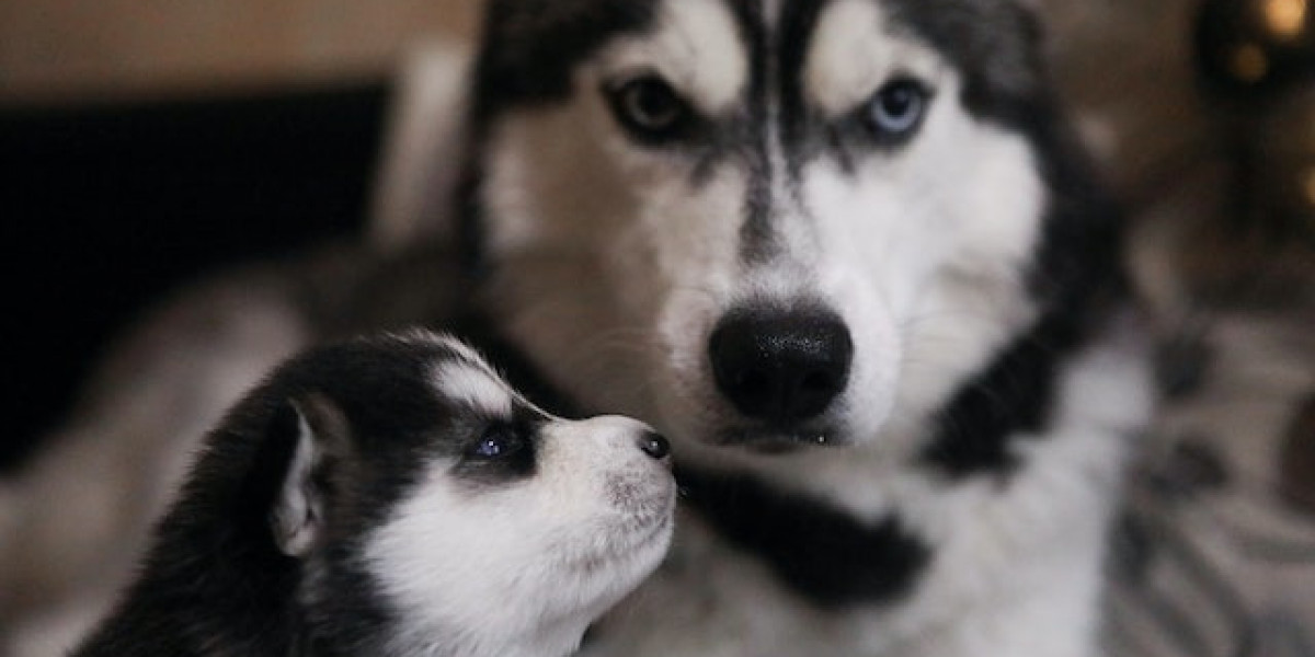 Yavru Kurt Köpeği Nasıl Eğitilir? Yavru Kurt Köpeği Bakımı? Kurt Köpeği Özellikleri?