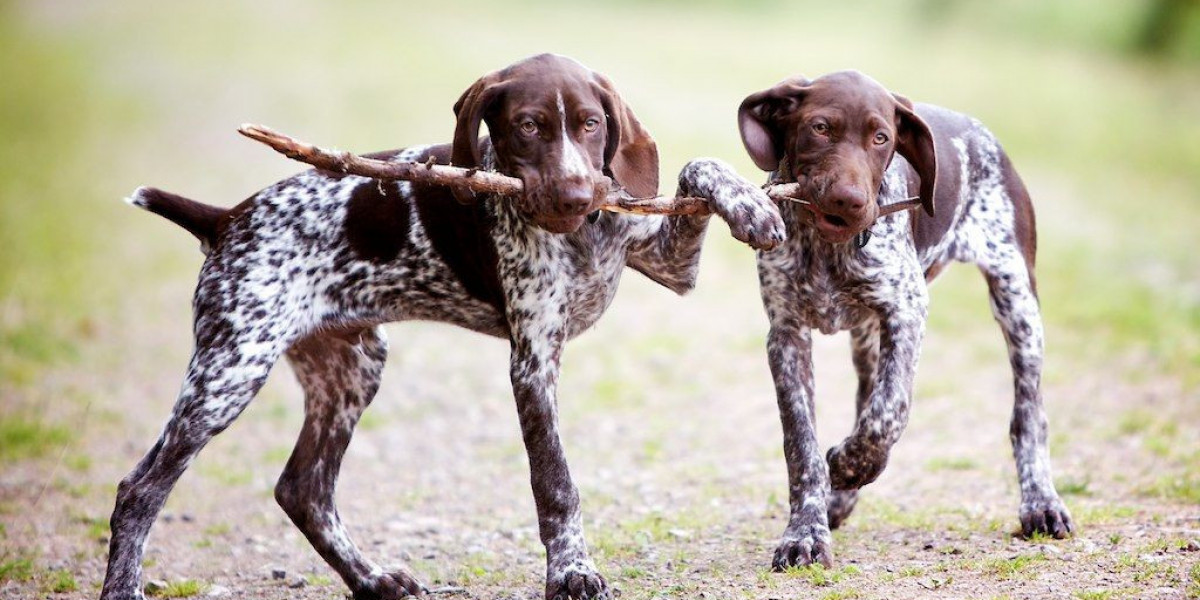 Kurzhaar Av Köpekleri Nasıl Eğitilir? Kurzhaar Köpek Yorumları?