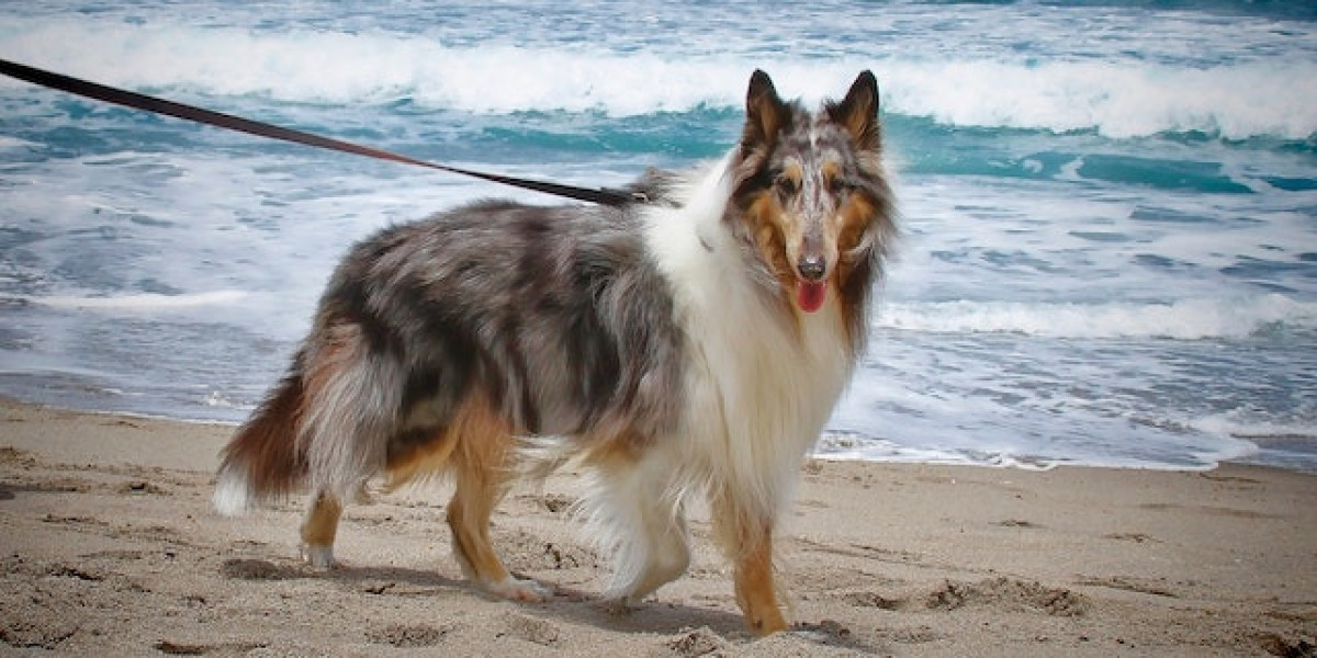 Köpeklerde Sara Hastalığı? Köpeklerde Sara Hastalığı Belirtileri?