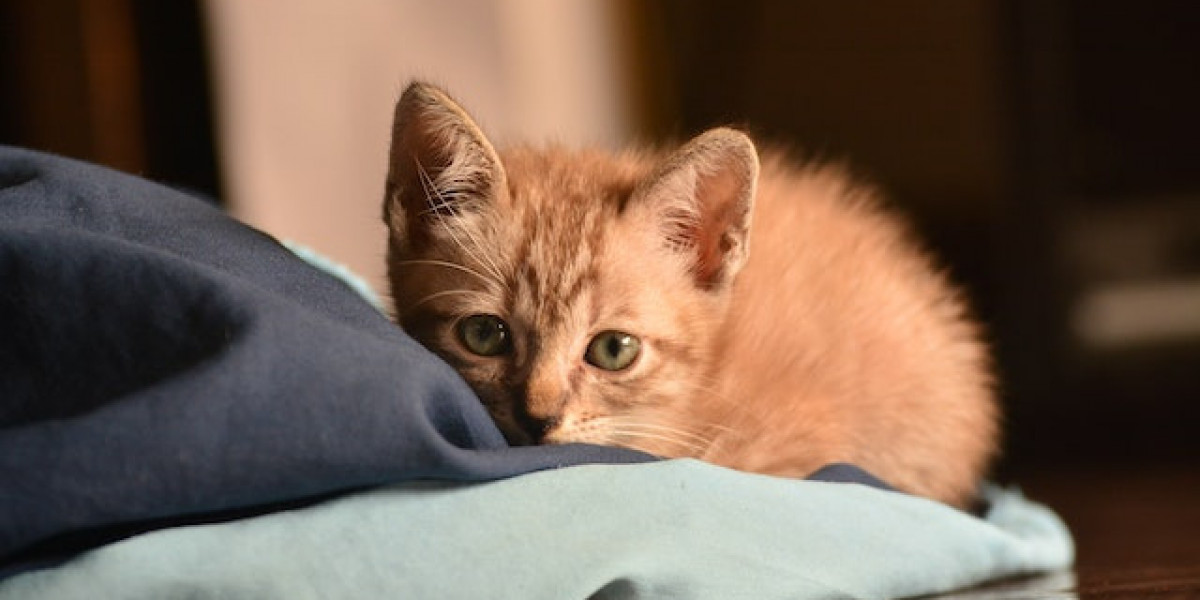 Bir Kedi Nasıl Eğitilir? Yavru Bir Kedi Nasıl Eğitilir? Kediler Nasıl Eğitilir?