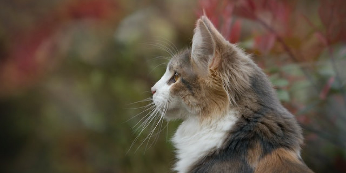 Kedi Köpek Göz Hastalıkları? Kedi Köpek Göz Hastalıkları?