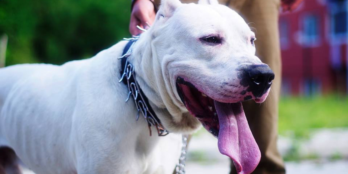 Dogo Argentino Eğitimi Nasıl Yapılır? Dogo Argentino Yavru?