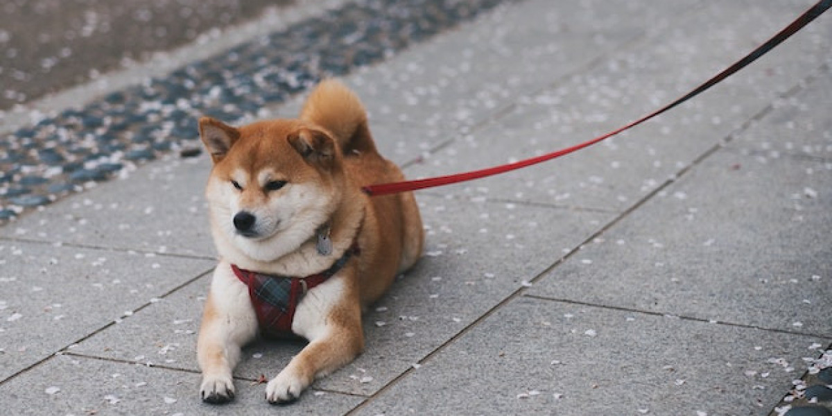 Köpeklerde Kemik Hastalıkları? Köpeklerde Eklem Ağrısına Ne İyi Gelir?