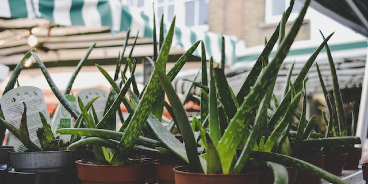 Aloe Vera Ne Zaman Sulanır? Aloe Vera Suyu Sever Mi?
