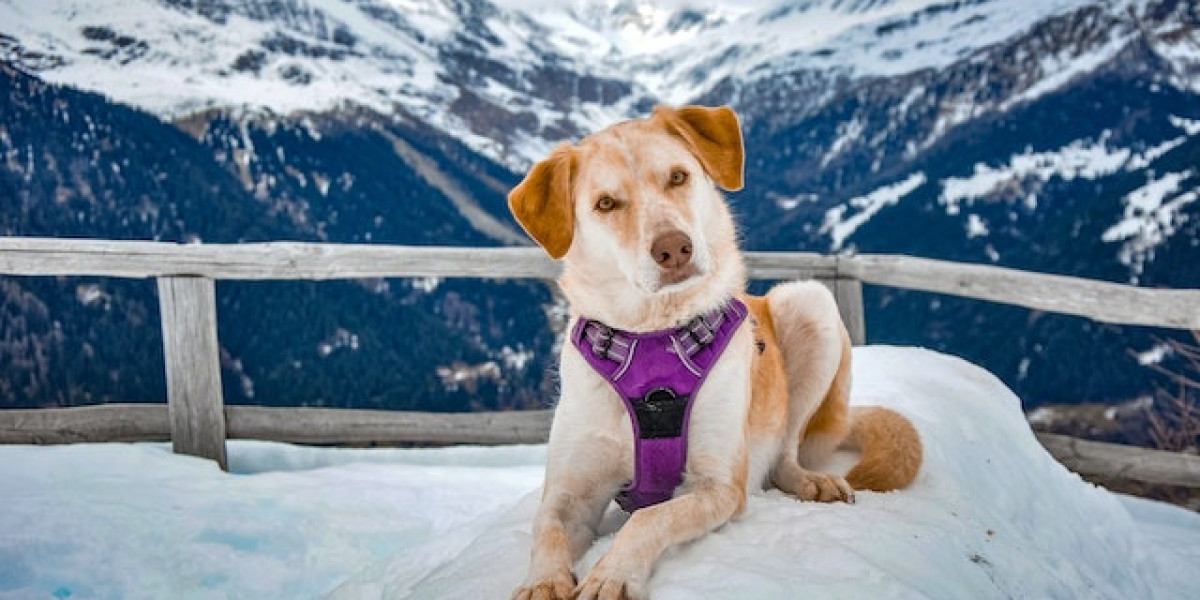 Köpek Yemek Yemiyorsa Ne Yapılmalı? Köpeğim Yemek Yemiyor Ve Halsiz?
