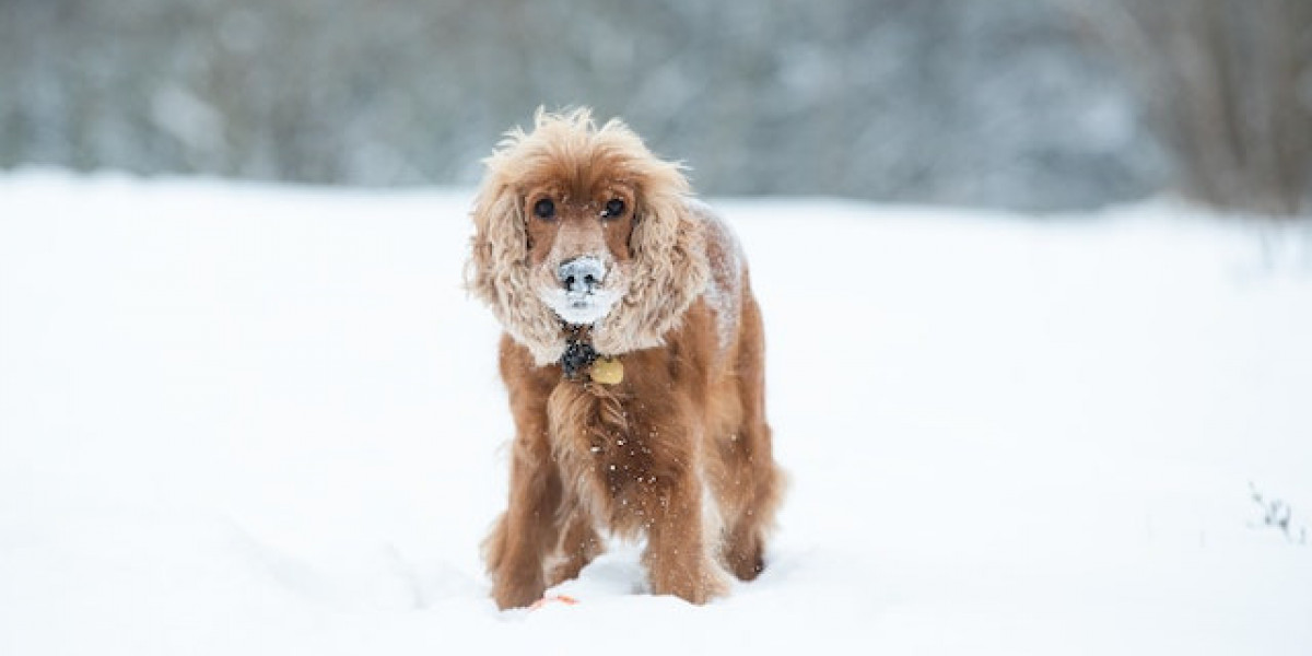 Cocker Köpek Nasıl Eğitilir? Yavru Cocker Tuvalet Eğitimi?
