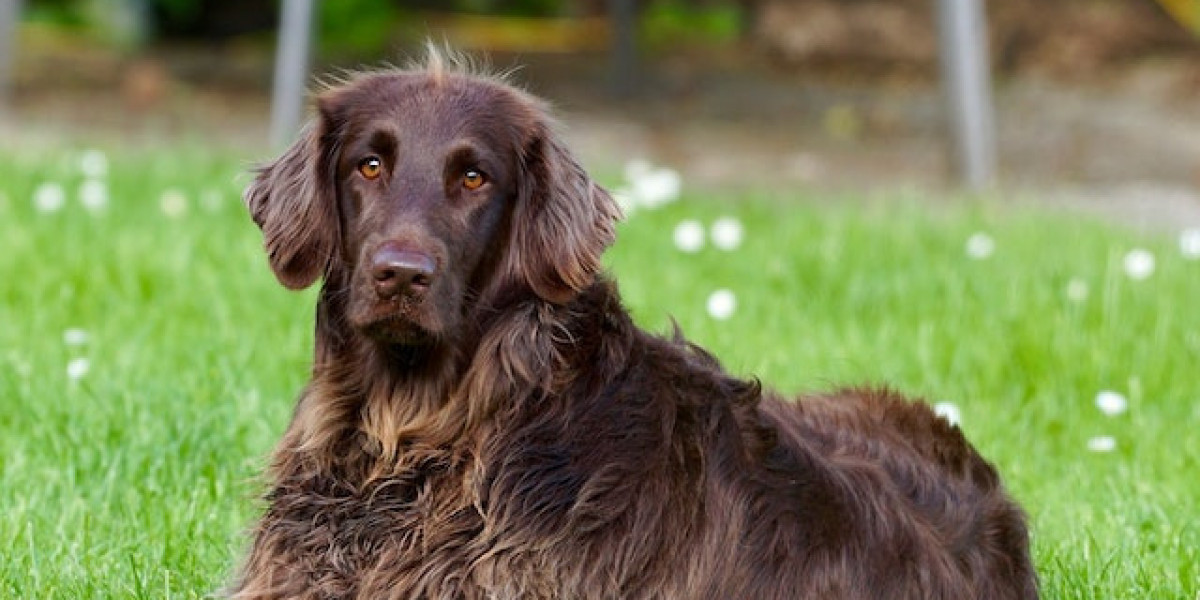 Köpeklerde Uyuz Hastalığı İnsana Bulaşır Mı? Köpeklerde Uyuz Nasıl Geçer?