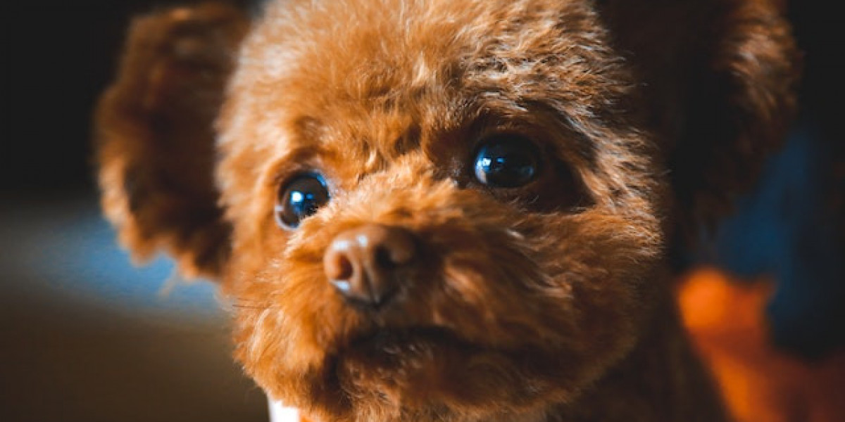 Toy Poodle Nasıl Eğitilir? Toy Poodle Tuvalet Eğitimi Nasıl Verilir?
