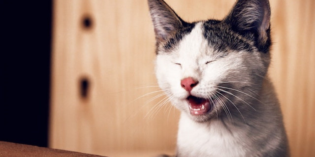 Kedi Köpek Deri Hastalıkları? Kedilerde Deri Hastalıkları?