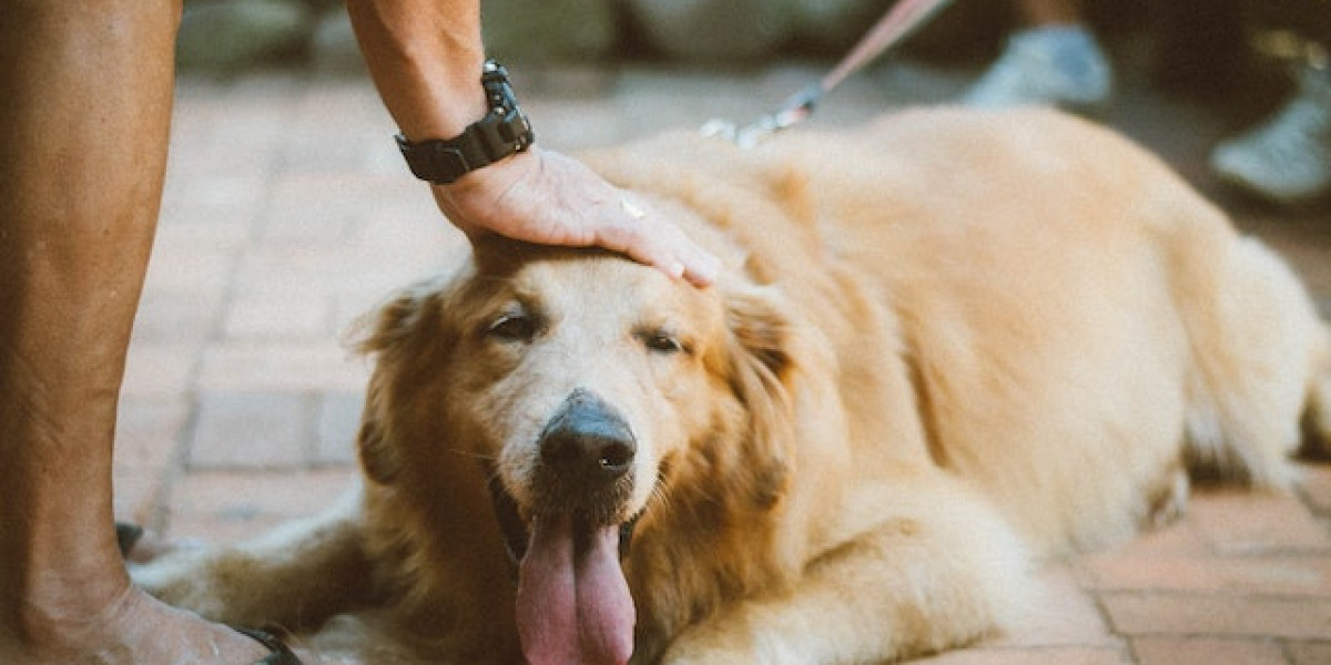 Köpeklerde Bağırsak Hastalığı? Köpeklerde Bağırsak Tıkanması Belirtileri?