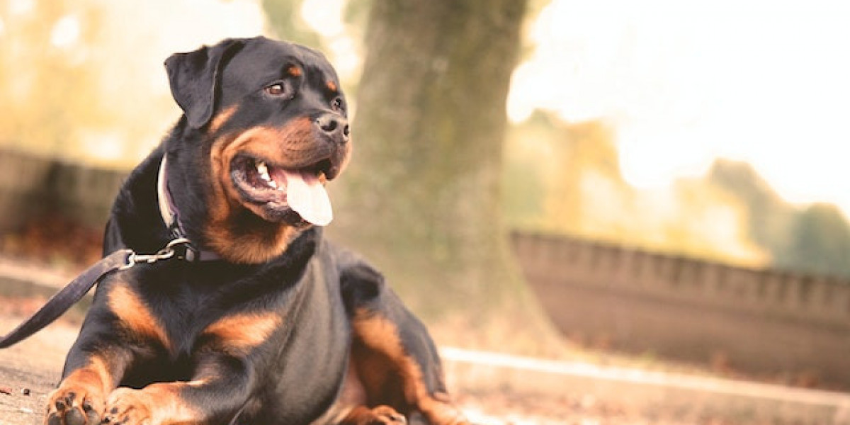 Bekçi Köpeği Nasıl Eğitilir? Bekçi Köpeği Eğitimi Nasıl Yapılır?