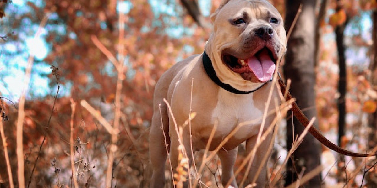 Pitbull Yavrusu Nasıl Eğitilir? Pitbull Nasıl Eğitilir? Pitbull Yetiştirme?