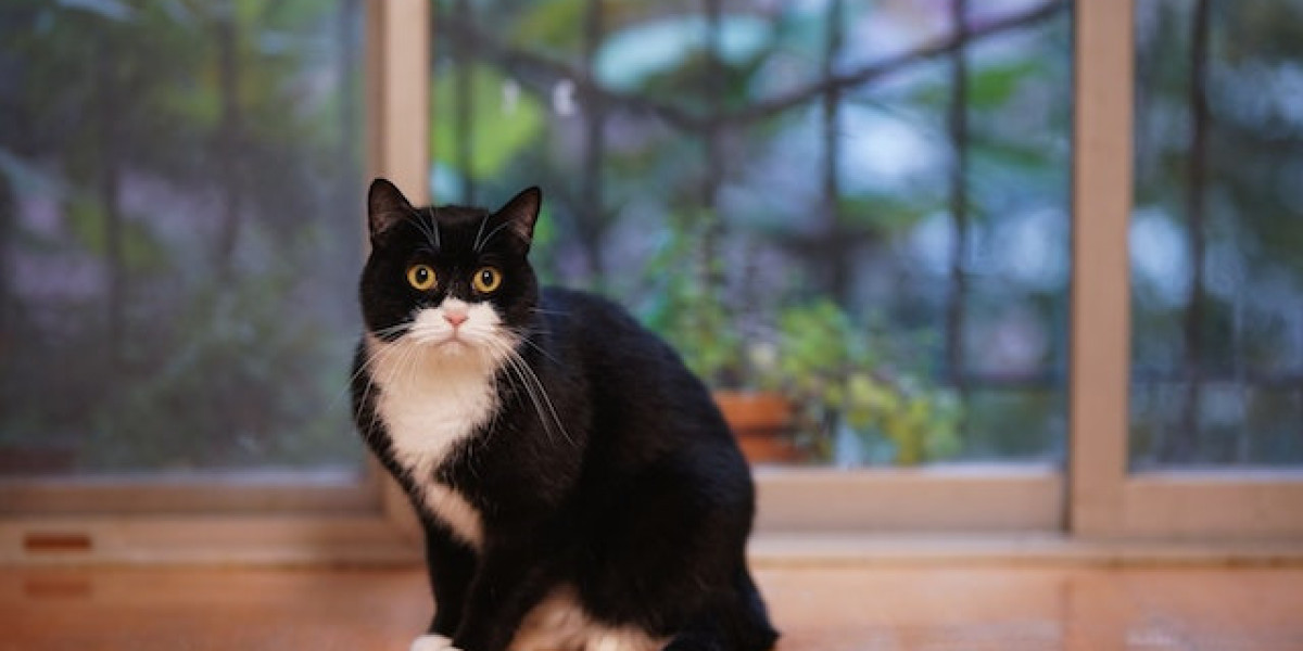 Smokin Kediler Nasıl Eğitilir? Smokin Kedi Ne Yer?