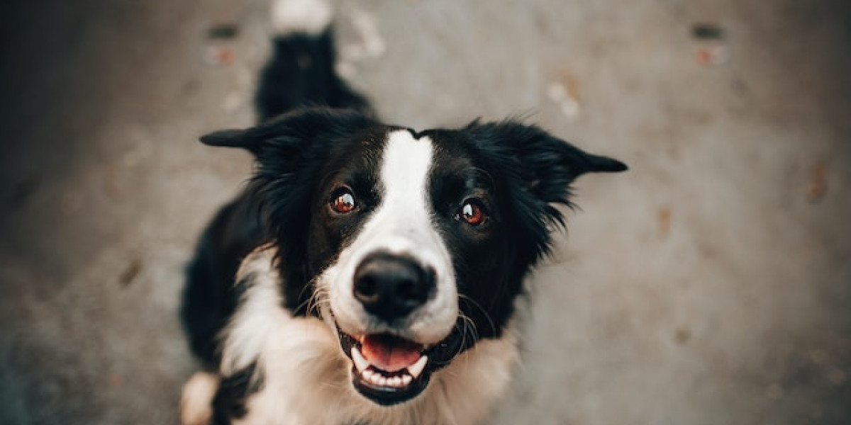 Köpeklerde Genetik Hastalıklar? Köpeklerde Kalıtsal Hastalıklar?