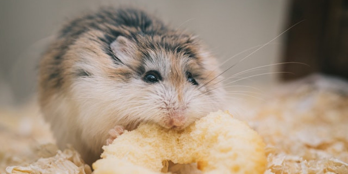 Hamster Nasıl Eğitilir? Hamster Nasıl Bakılır? Hamster Tuvalet Eğitimi?