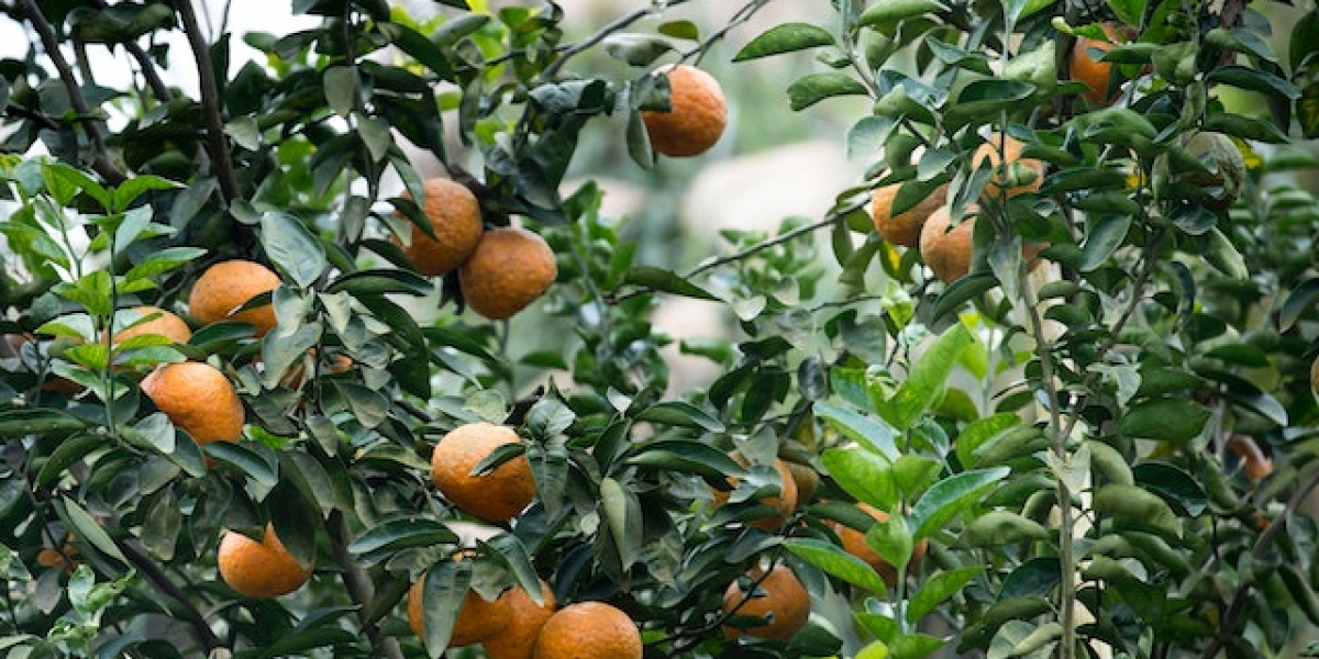 Mandalina Nasıl Yetiştirilir Kısaca? Mandalina Meyvesi Nasıl Yetiştirilir?