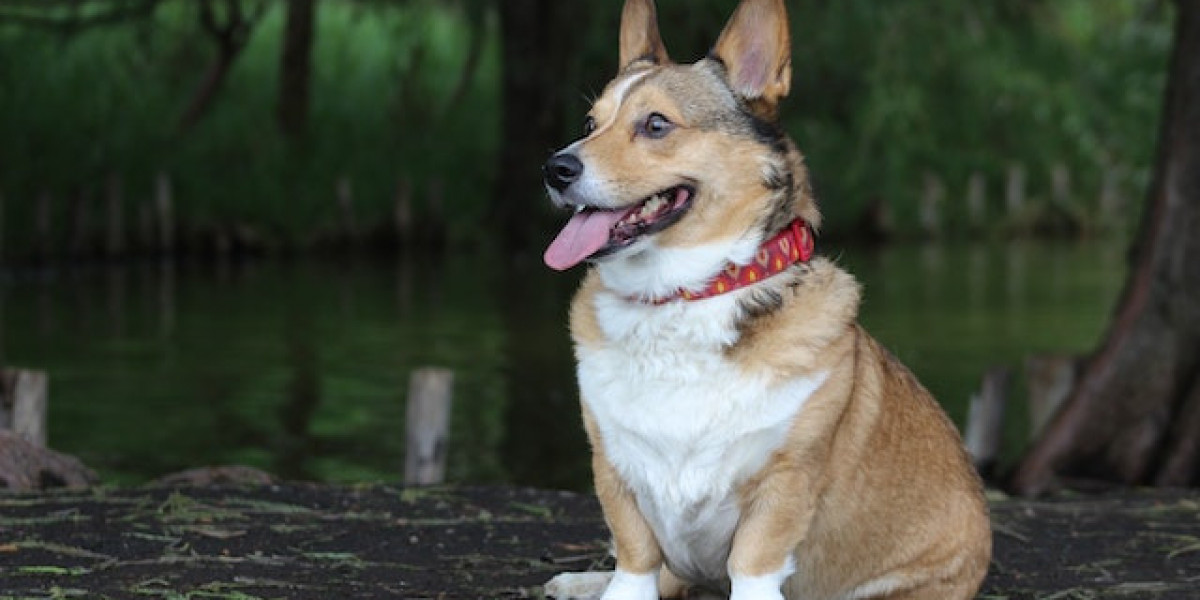 Köpeklerde Sedef Hastalığı? Köpeğimin Vücudunda Yaralar Çıkıyor?