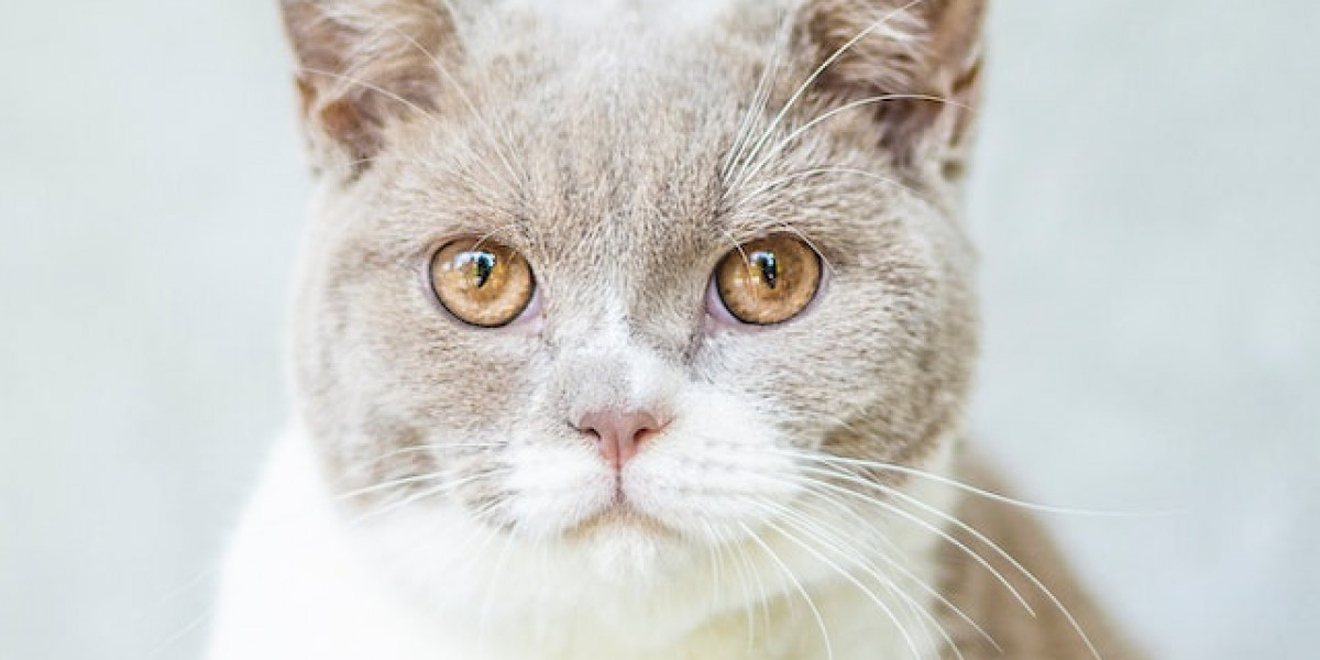 Yavru Kedi Nasıl Eğitilir? Yavru Kedi Isırma Eğitimi?