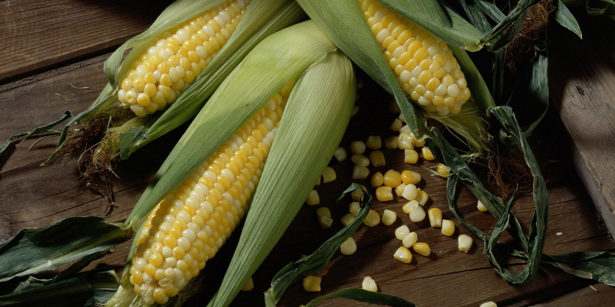 Dönüme Ne Kadar Mısır Ekilir? Danelik Mısır Dönüme Ne Kadar Ekilir?