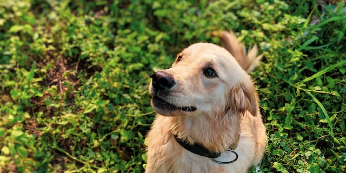 Köpekler Hakkında Bilgiler? Köpeklerin Özellikleri Nelerdir?