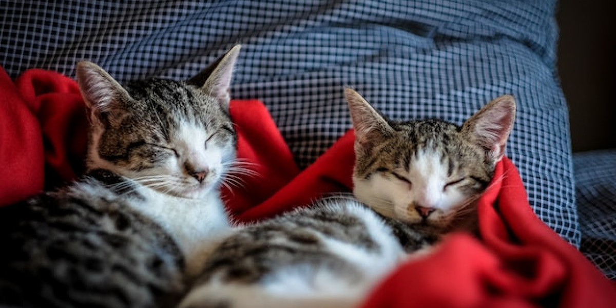 Köpek Ve Kedilerin İç Hastalıkları? Kedi Ve Köpek Hastalıkları?
