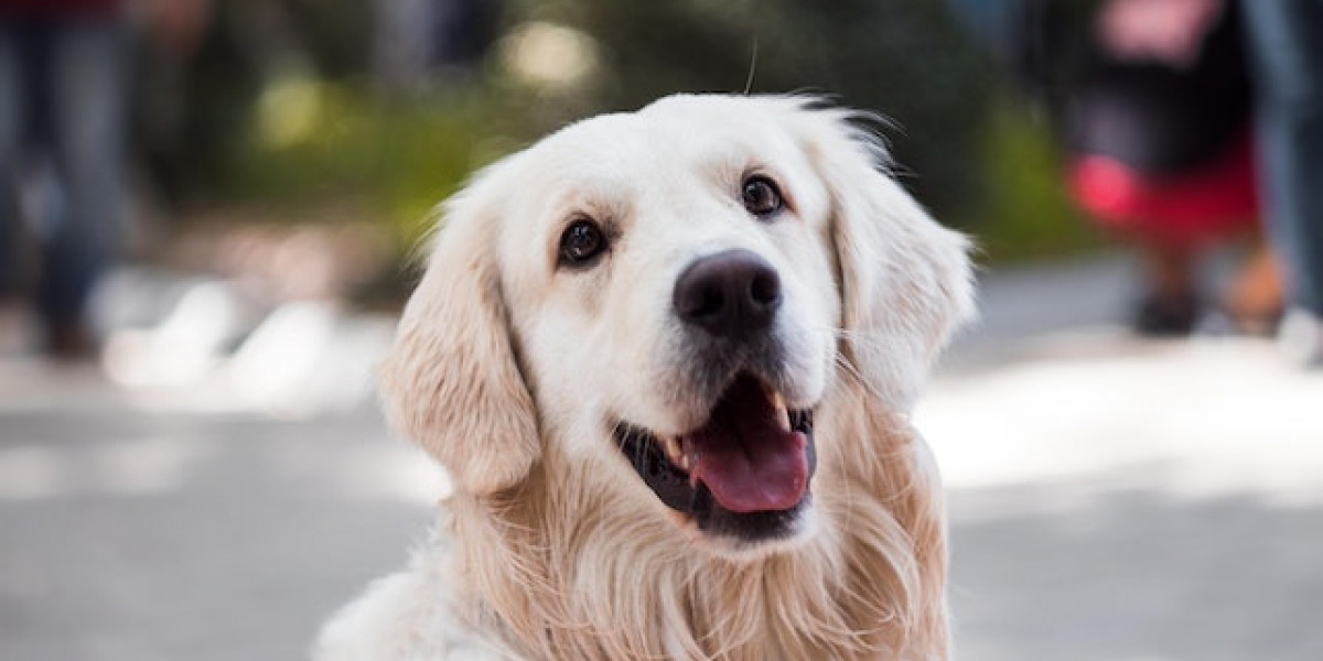Köpeklerde Beyin Hastalıkları? Köpeklerde Nörolojik Hastalıklar?
