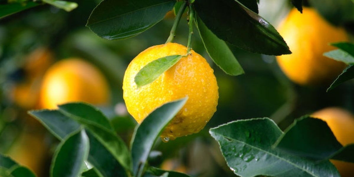 Limon Aşısı Nasıl Yapılır? Saksıda Limon Aşısı Nasıl Yapılır?