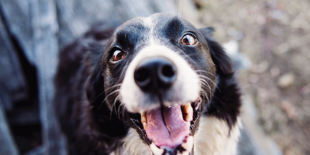 Aşılı Köpekten Hastalık Bulaşır Mı? Köpekten Bulaşan Hastalık Belirtileri?