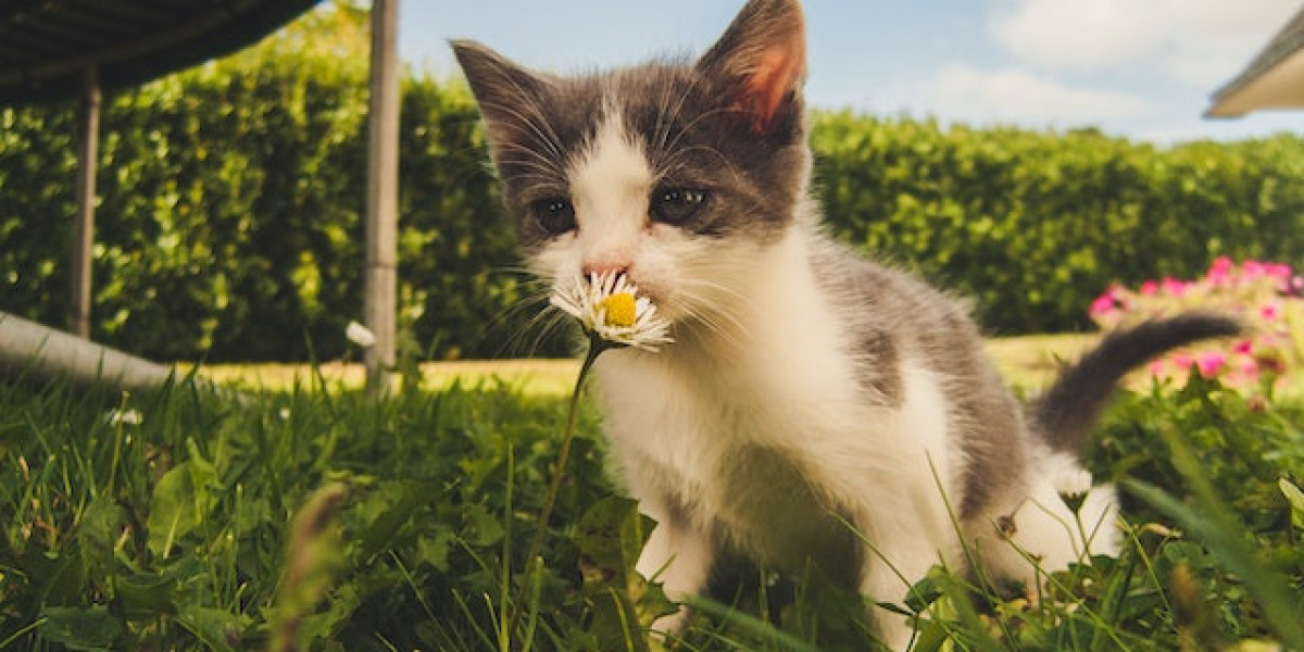Yavru Kedi Deri Hastalıkları? Kedi Derisinde Kabuklu Yara Nasıl Geçer?