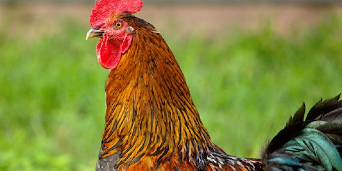 Horozlar Neden Öter? Horozlar Sabahları Neden Öter?