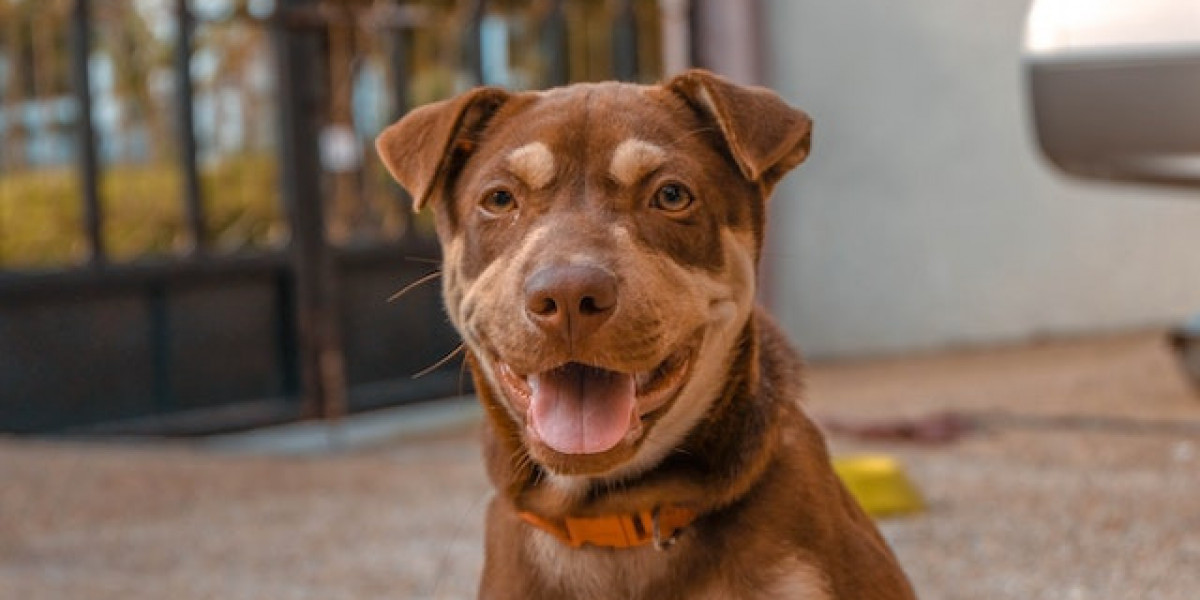 Köpeklerde Kalp Hastalığı Belirtileri? Köpeklerde Kalp Hastalığı Tedavisi?
