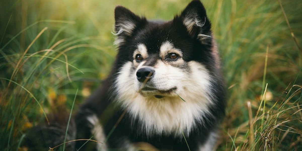 Köpeklerde Nörolojik Hastalıklar? Köpeklerde Nörolojik Hastalık Belirtileri?