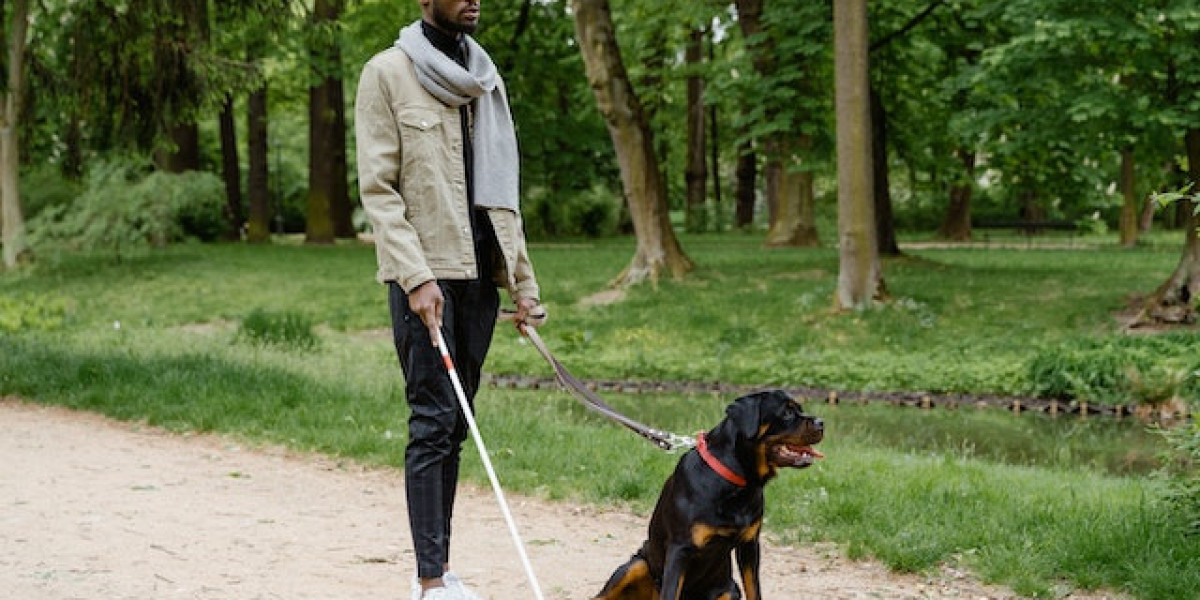 2 Aylık Rottweiler Nasıl Eğitilir? Rottweiler Eğitimi Nasıl Verilir?