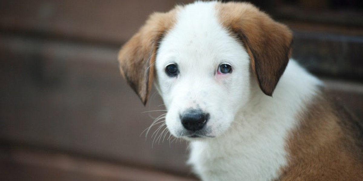 Köpeklerde Sinirsel Hastalıklar? Hayvanlarda Sinir Sistemi Hastalıkları?
